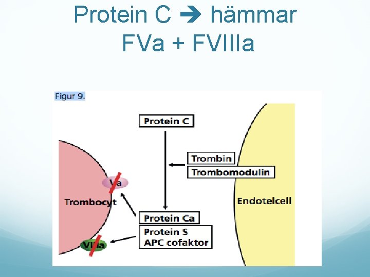 Protein C hämmar FVa + FVIIIa 