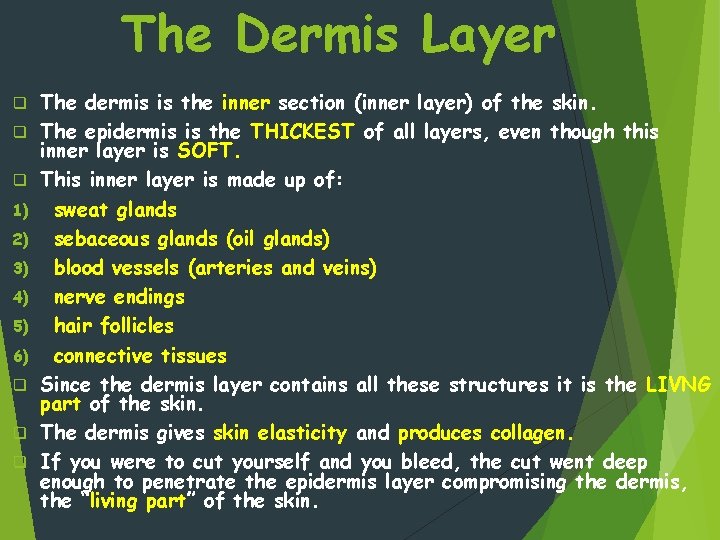 The Dermis Layer q q q 1) 2) 3) 4) 5) 6) q q