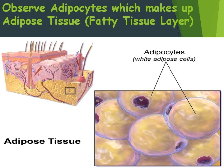 Observe Adipocytes which makes up Adipose Tissue (Fatty Tissue Layer) 