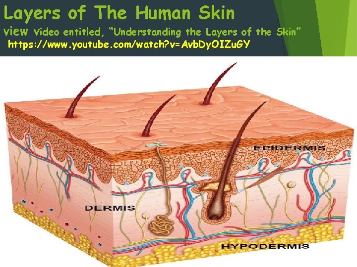 Layers of The Human Skin view video entitled, “Understanding the Layers of the Skin”