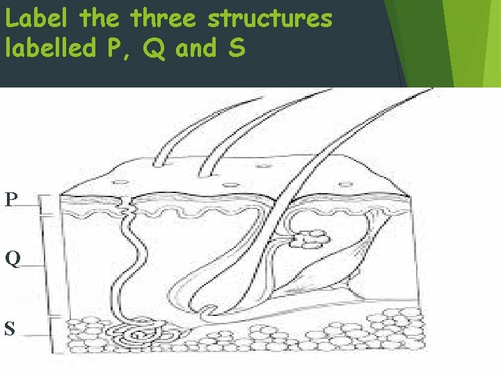 Label the three structures labelled P, Q and S P Q S 