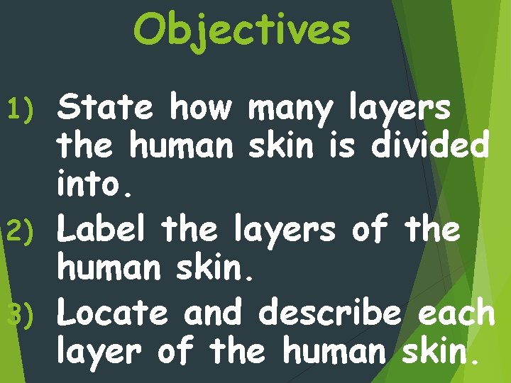 Objectives State how many layers the human skin is divided into. 2) Label the