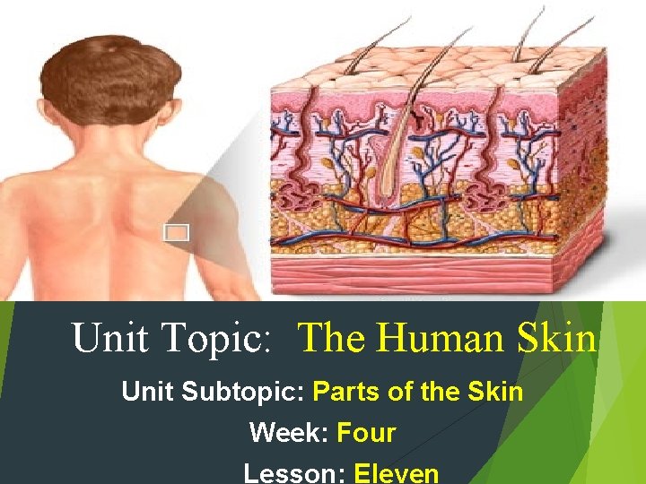 Unit Topic: The Human Skin Unit Subtopic: Parts of the Skin Week: Four Lesson: