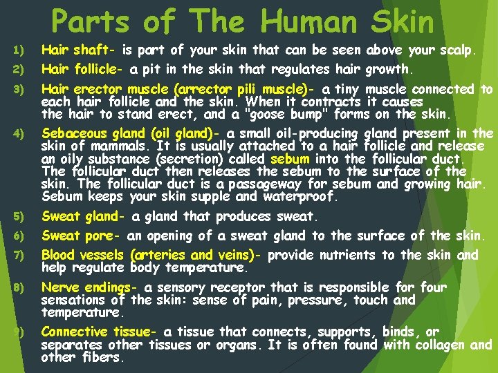 Parts of The Human Skin 1) 2) 3) 4) 5) 6) 7) 8) 9)
