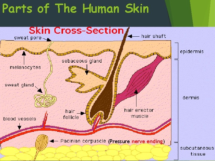 Parts of The Human Skin (Pressure nerve ending) 