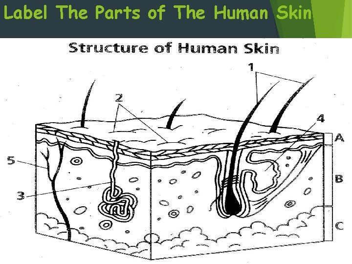 Label The Parts of The Human Skin 