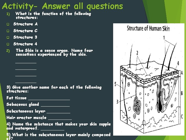 Activity- Answer all questions 1) What is the function of the following structures: q