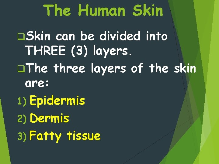 The Human Skin q. Skin can be divided into THREE (3) layers. q. The