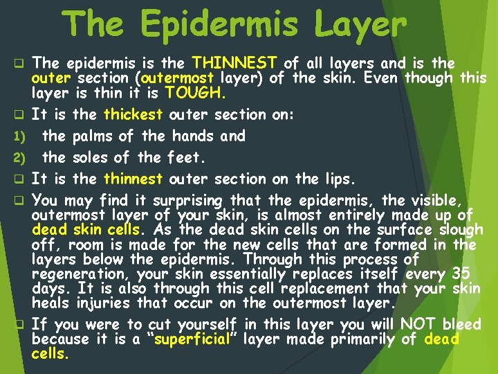 The Epidermis Layer q q 1) 2) q q q The epidermis is the