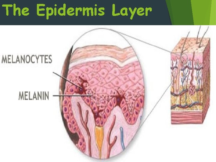 The Epidermis Layer 