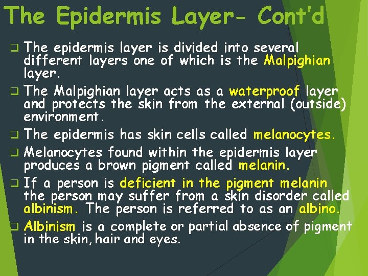 The Epidermis Layer- Cont’d q q q The epidermis layer is divided into several