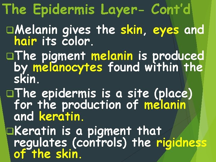 The Epidermis Layer- Cont’d q. Melanin gives the skin, eyes and hair its color.
