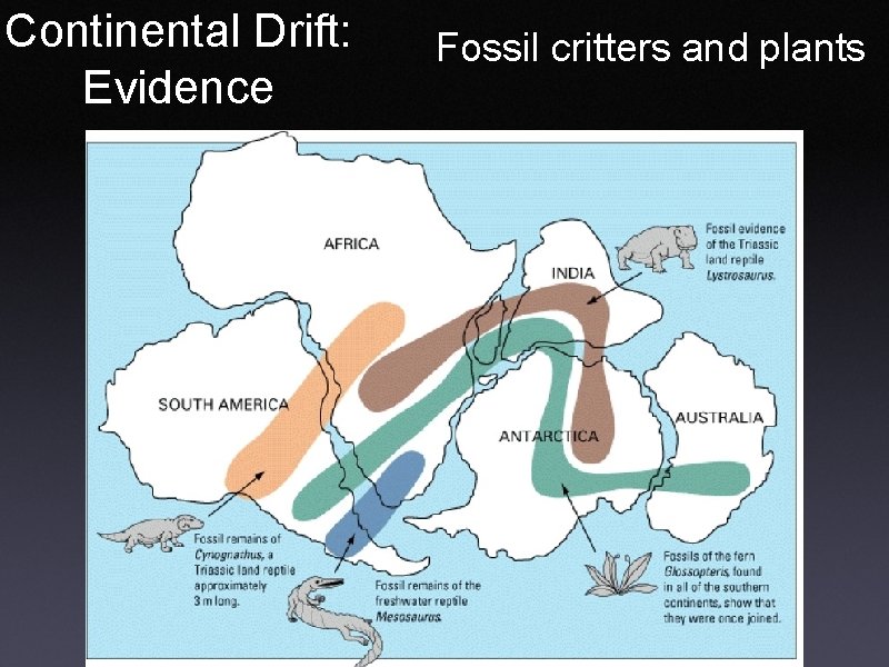 Continental Drift: Evidence Fossil critters and plants 