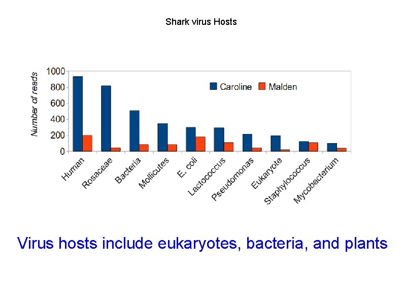 Shark virus Hosts Virus hosts include eukaryotes, bacteria, and plants 