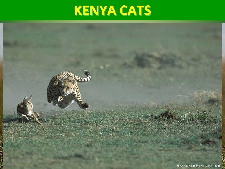 KENYA CATS 
