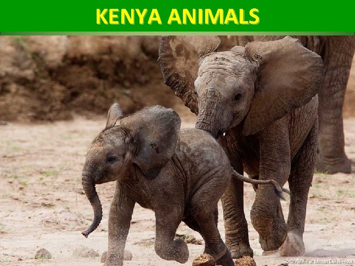 KENYA ANIMALS 