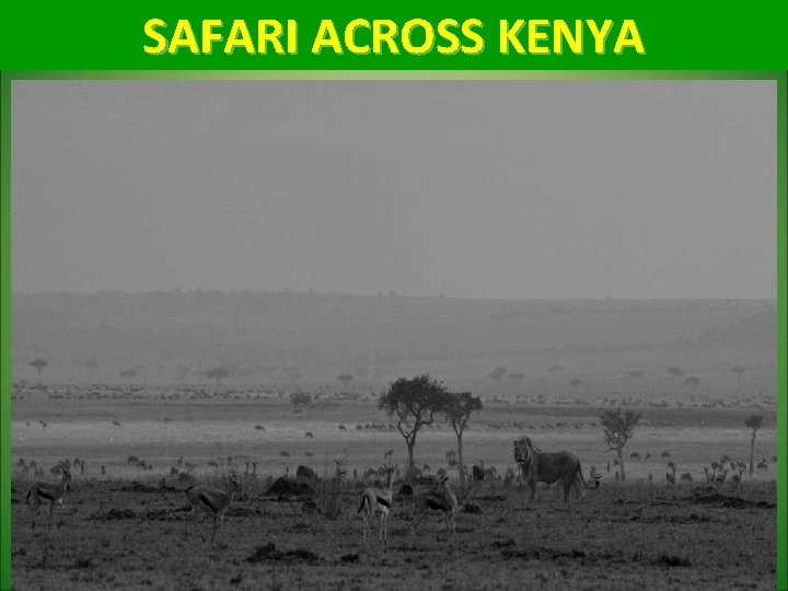 SAFARI ACROSS KENYA 