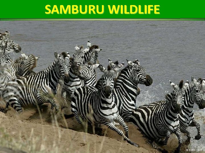 SAMBURU WILDLIFE 