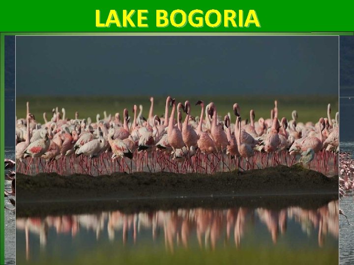 LAKE BOGORIA 
