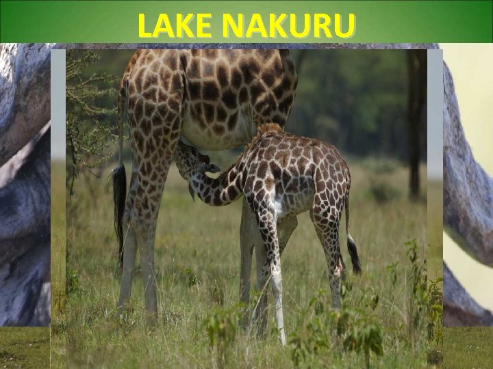 LAKE NAKURU 