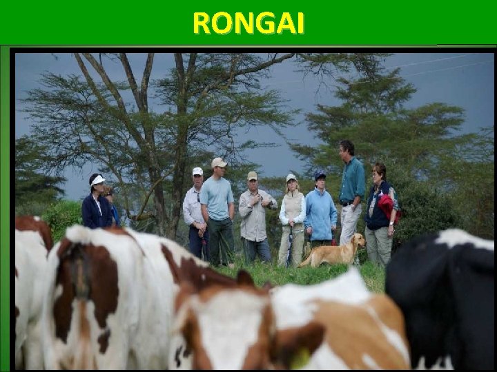 RONGAI 66 