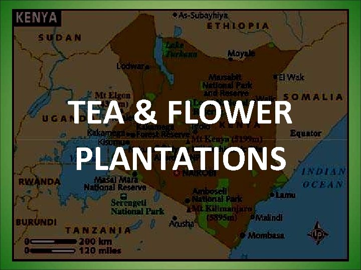 TEA & FLOWER PLANTATIONS 