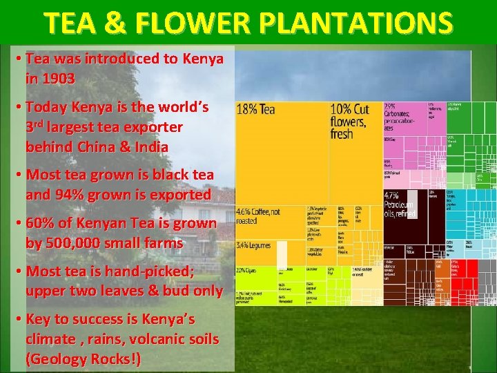 TEA & FLOWER PLANTATIONS • Tea was introduced to Kenya in 1903 • Today