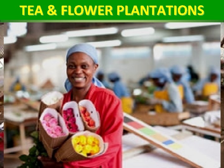 TEA & FLOWER PLANTATIONS MAJOR FLOWER GROWING AREAS OF KEYNA 