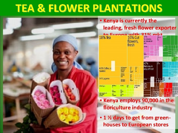 TEA & FLOWER PLANTATIONS • Kenya is currently the leading, fresh flower exporter to