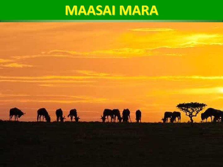 MAASAI MARA 