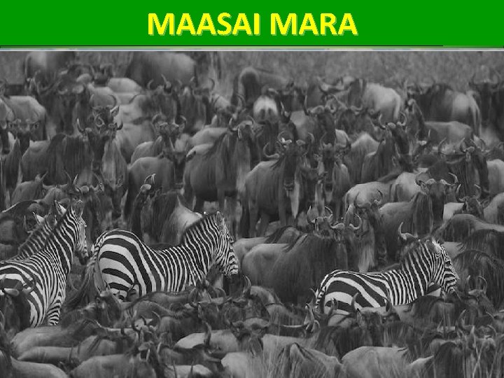MAASAI MARA 82 