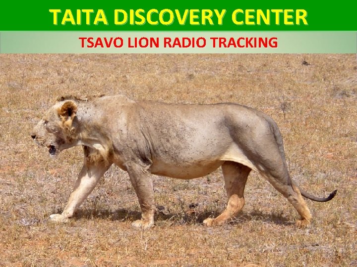 TAITA DISCOVERY CENTER TSAVO LION RADIO TRACKING 