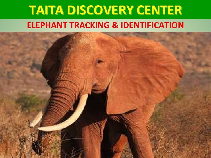 TAITA DISCOVERY CENTER ELEPHANT TRACKING & IDENTIFICATION 