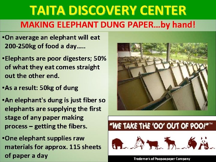 TAITA DISCOVERY CENTER MAKING ELEPHANT DUNG PAPER…by hand! • On average an elephant will