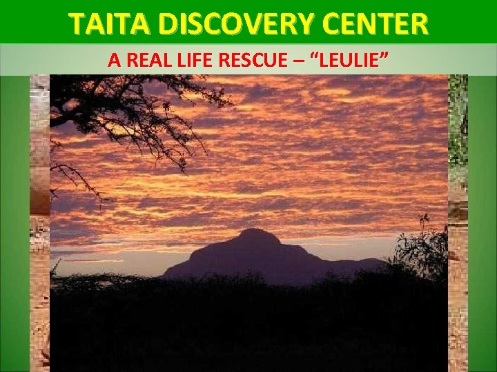 TAITA DISCOVERY CENTER A REAL LIFE RESCUE – “LEULIE” 