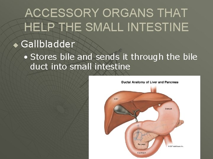 DIGESTION MOUTH u Mechanical Digestion Teeth break down