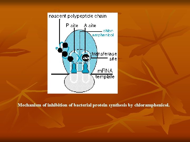 Mechanism of inhibition of bacterial protein synthesis by chloramphenicol. 