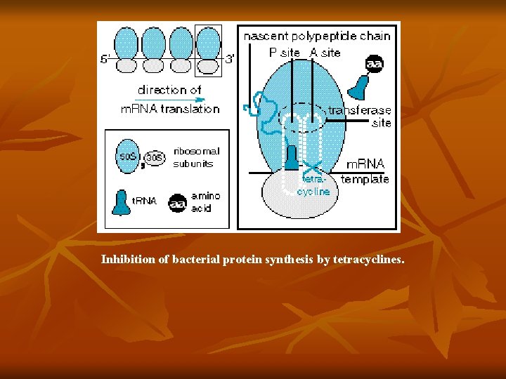 Inhibition of bacterial protein synthesis by tetracyclines. 