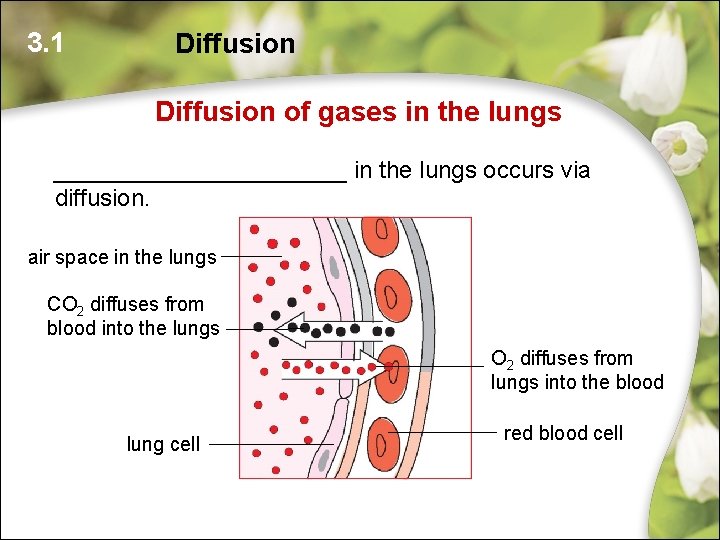 3. 1 Diffusion of gases in the lungs ___________ in the lungs occurs via 3. 1 Diffusion of gases in the lungs ___________ in the lungs occurs via