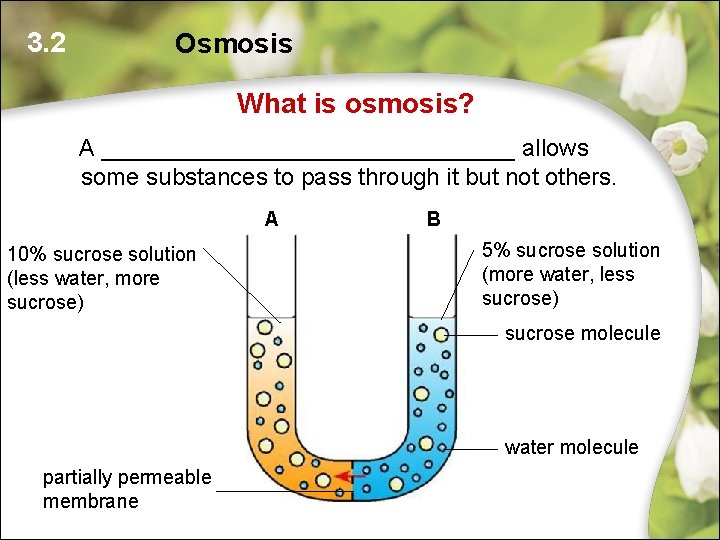 3. 2 Osmosis What is osmosis? A ________________ allows some substances to pass through 3. 2 Osmosis What is osmosis? A ________________ allows some substances to pass through