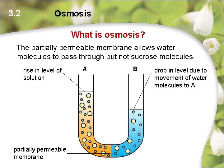 3. 2 Osmosis What is osmosis? The partially permeable membrane allows water molecules to 3. 2 Osmosis What is osmosis? The partially permeable membrane allows water molecules to