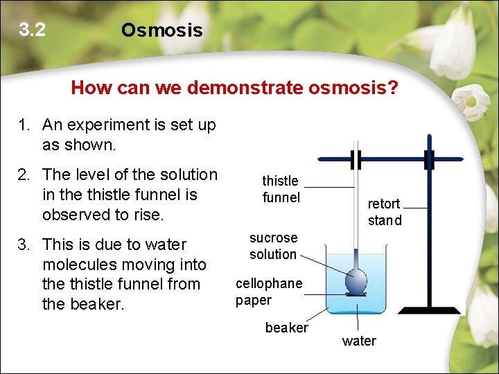 3. 2 Osmosis How can we demonstrate osmosis? 1. An experiment is set up 3. 2 Osmosis How can we demonstrate osmosis? 1. An experiment is set up