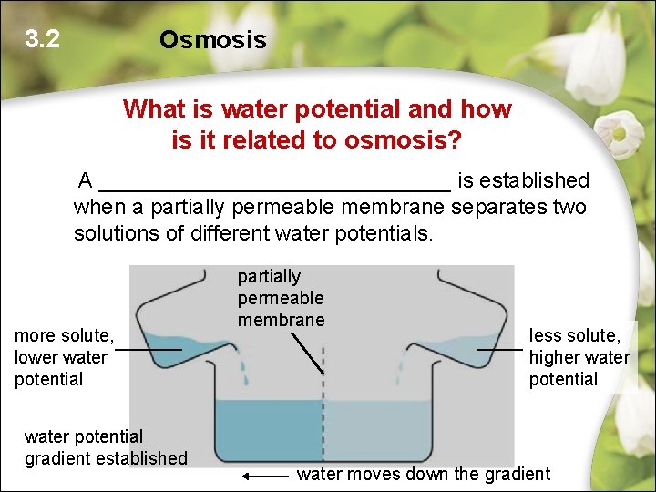 3. 2 Osmosis What is water potential and how is it related to osmosis? 3. 2 Osmosis What is water potential and how is it related to osmosis?