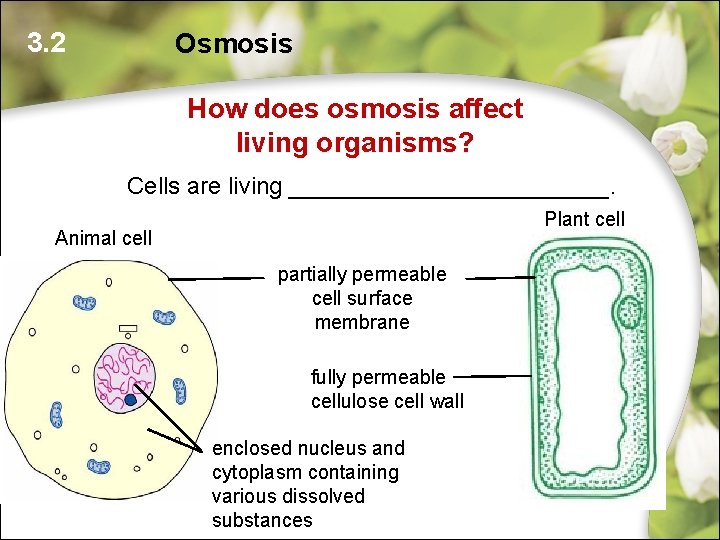 3. 2 Osmosis How does osmosis affect living organisms? Cells are living ____________. Plant 3. 2 Osmosis How does osmosis affect living organisms? Cells are living ____________. Plant