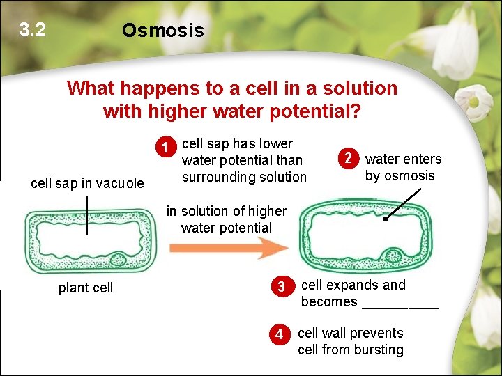 3. 2 Osmosis What happens to a cell in a solution with higher water 3. 2 Osmosis What happens to a cell in a solution with higher water