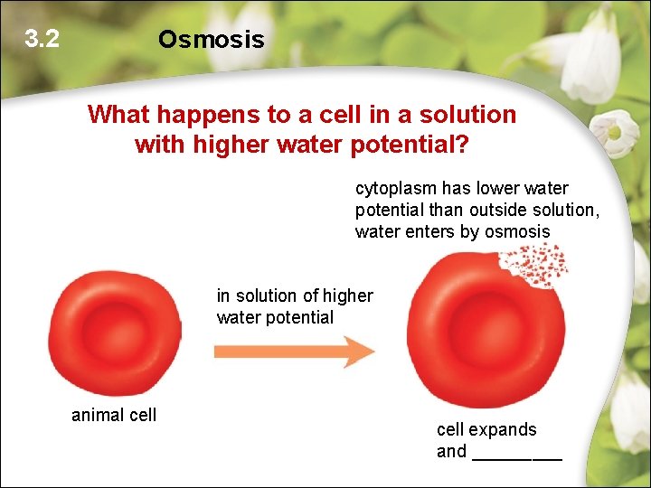 3. 2 Osmosis What happens to a cell in a solution with higher water 3. 2 Osmosis What happens to a cell in a solution with higher water