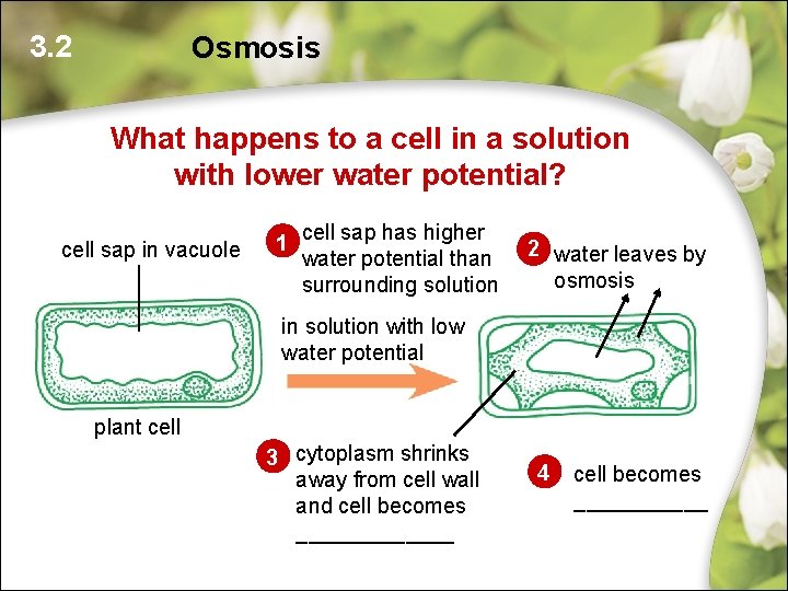 3. 2 Osmosis What happens to a cell in a solution with lower water 3. 2 Osmosis What happens to a cell in a solution with lower water