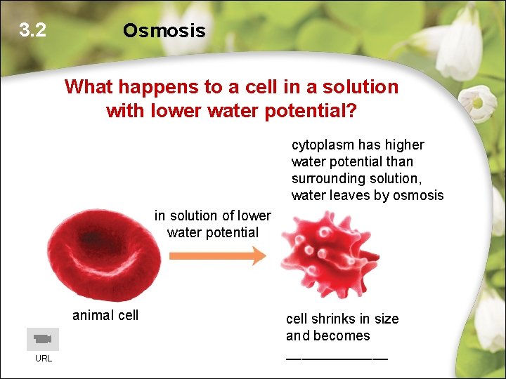 3. 2 Osmosis What happens to a cell in a solution with lower water 3. 2 Osmosis What happens to a cell in a solution with lower water