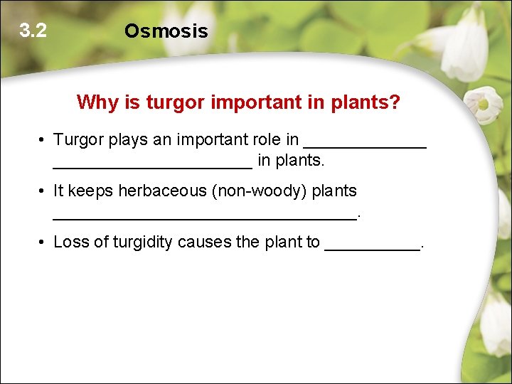3. 2 Osmosis Why is turgor important in plants? • Turgor plays an important 3. 2 Osmosis Why is turgor important in plants? • Turgor plays an important