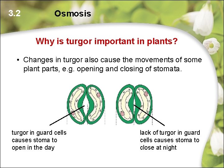 3. 2 Osmosis Why is turgor important in plants? • Changes in turgor also 3. 2 Osmosis Why is turgor important in plants? • Changes in turgor also